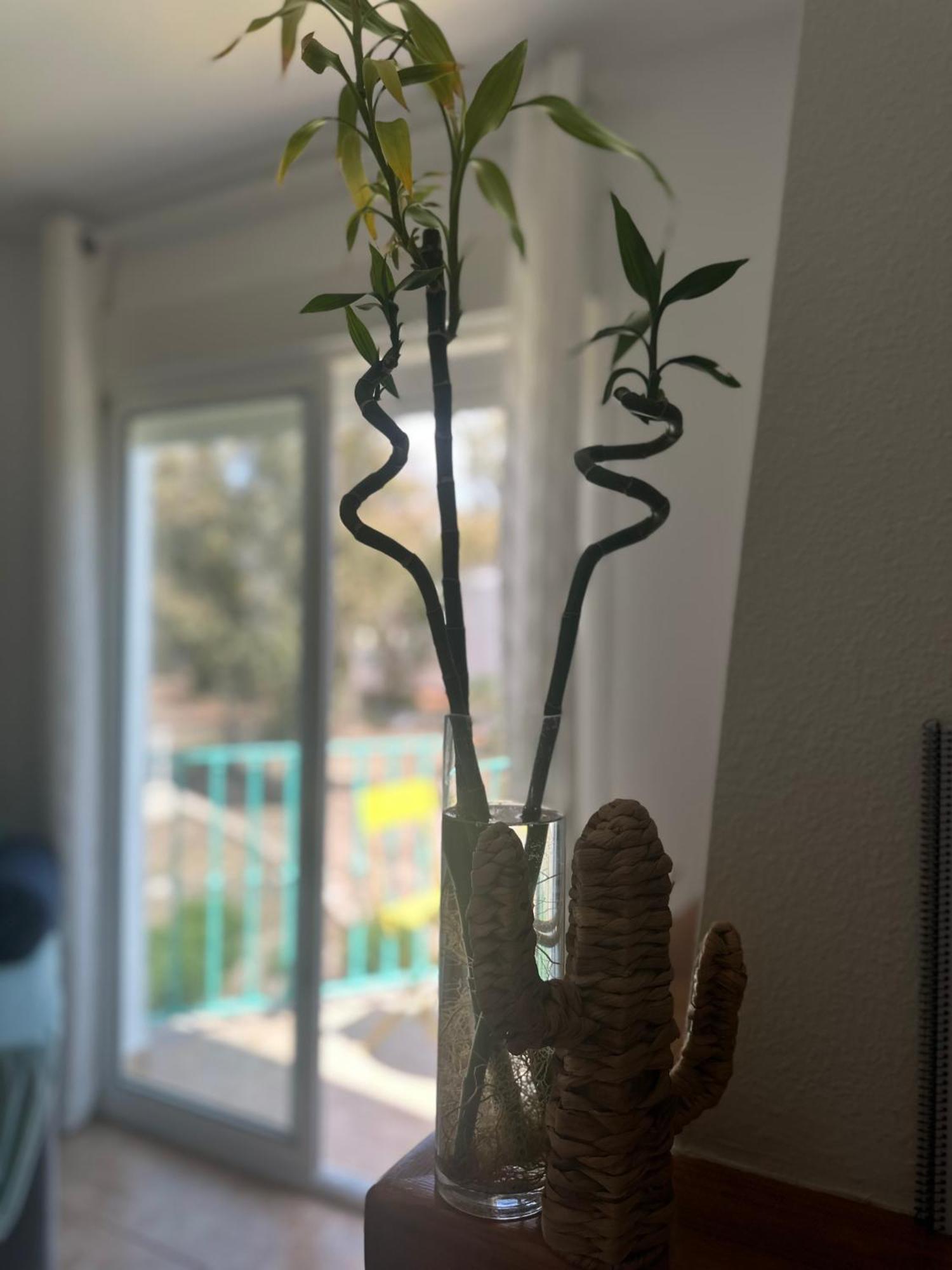 Casa Medusa 圣何塞 外观 照片