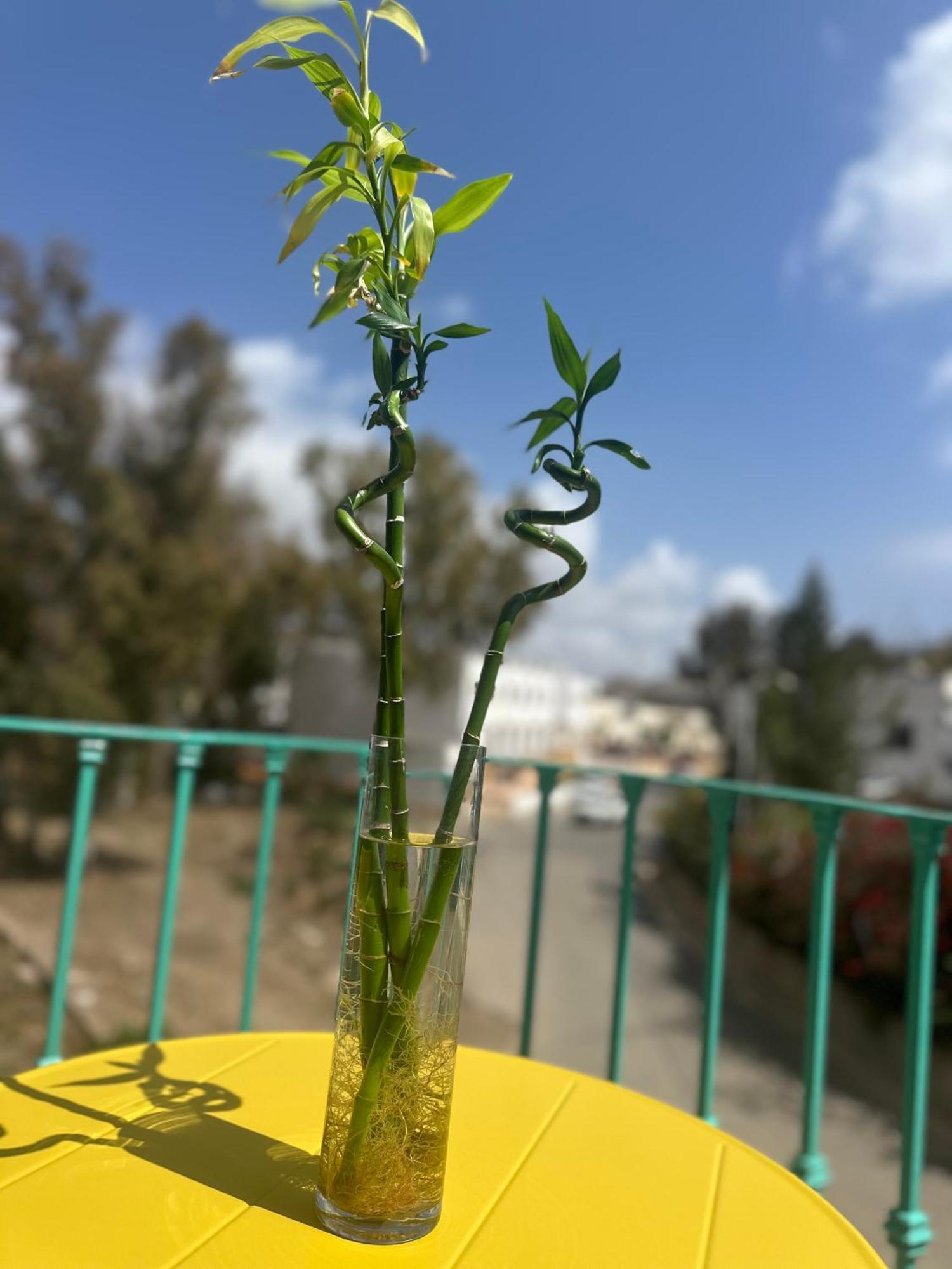 Casa Medusa 圣何塞 外观 照片